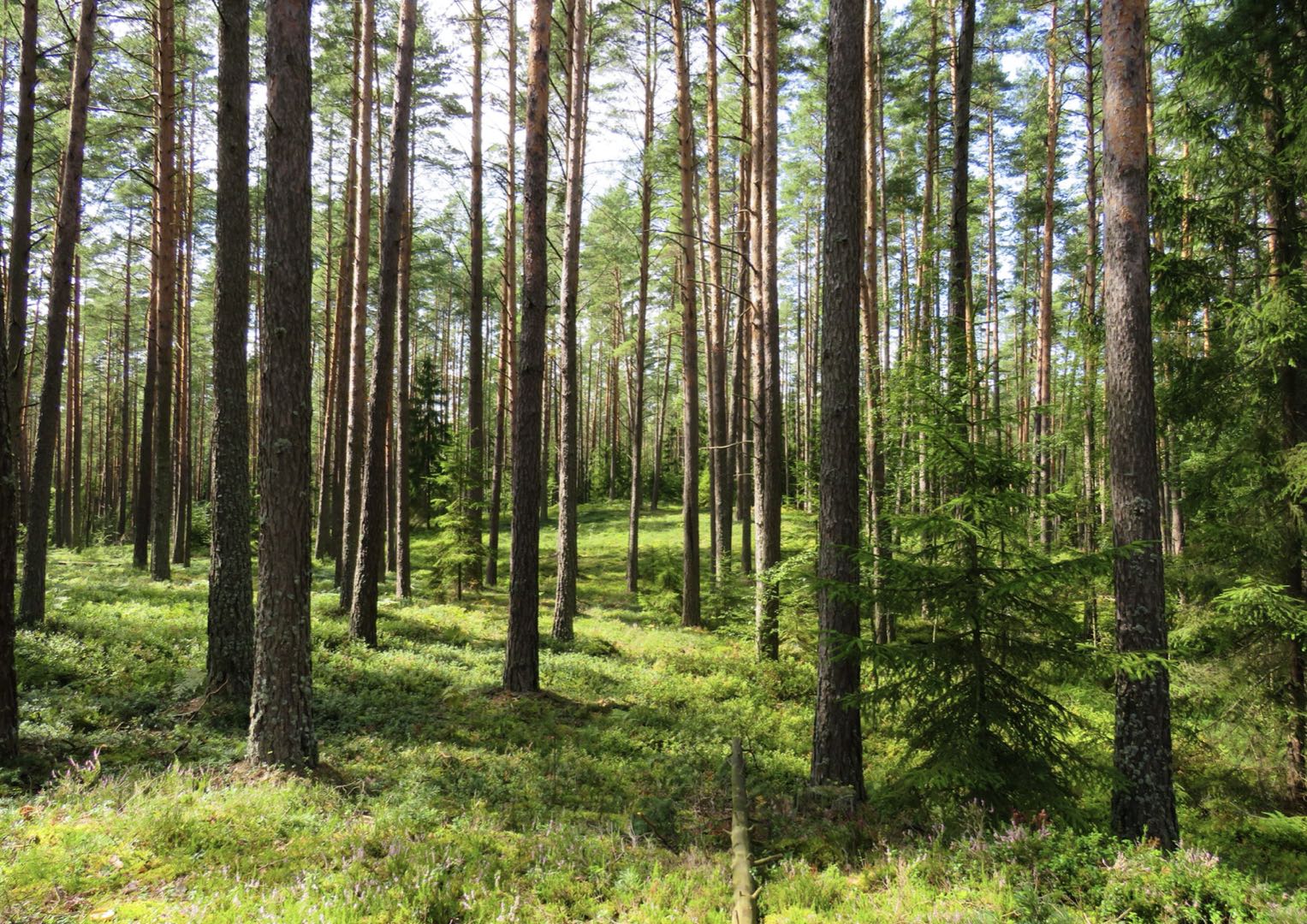 AXA IM acquires Australian woodland, forestry management business - Vimarsana News